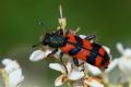Trichodes alvearius